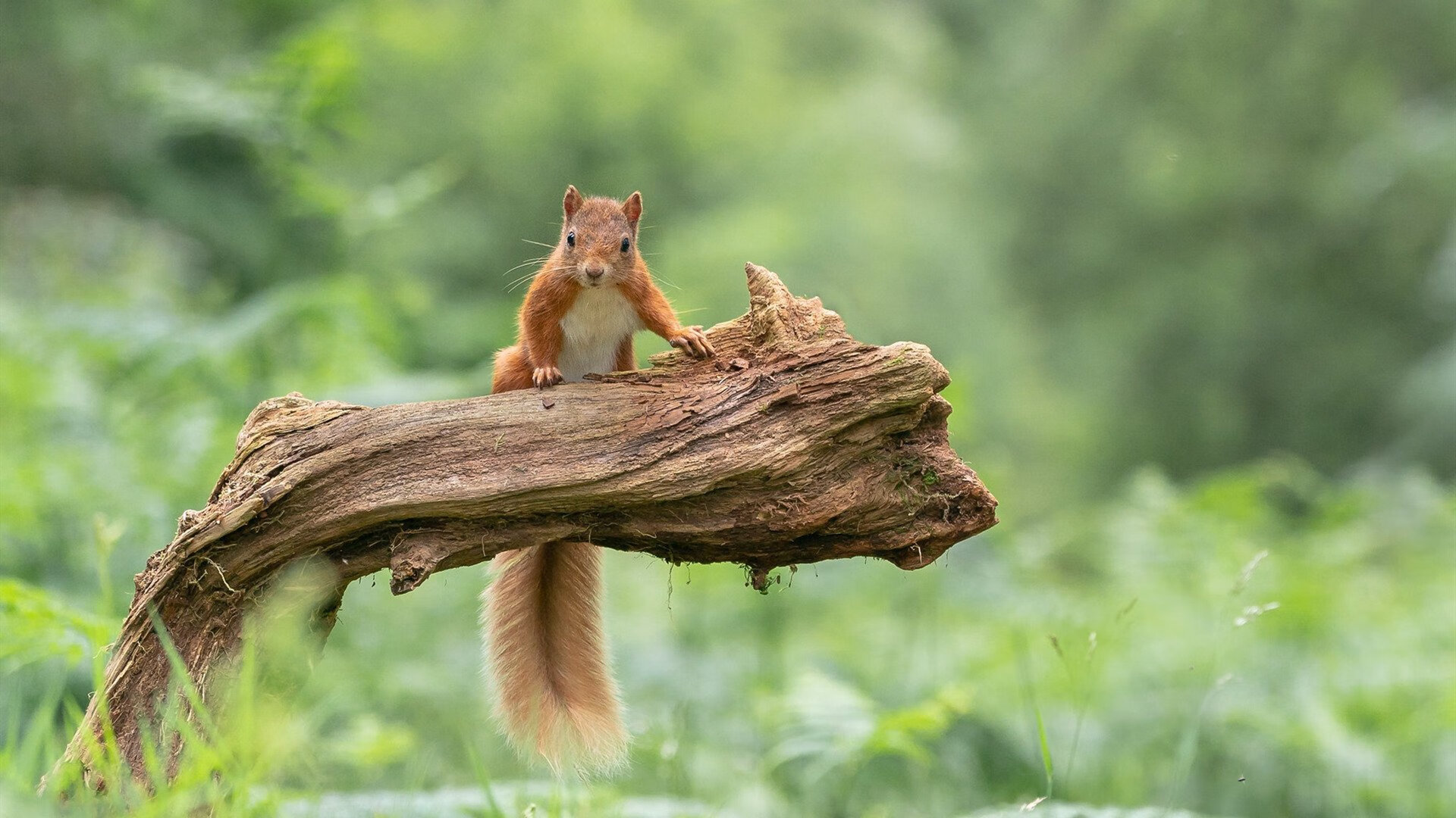 《电竞行业首个行业标准发布，推进健康发展》，电竞行业政策及监管动态