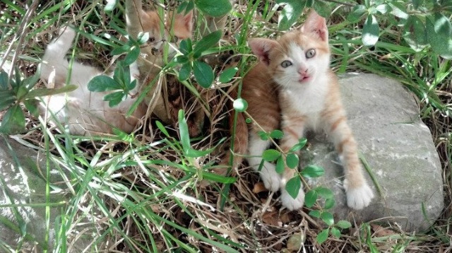开云官网-世界舞台上的代表：NBA球员在国际赛事中的精彩表现，nba每个时代的代表人物