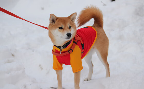内马尔因膝伤缺席美洲杯，巴西队表现受影响，内马尔哭了感动巴西球迷