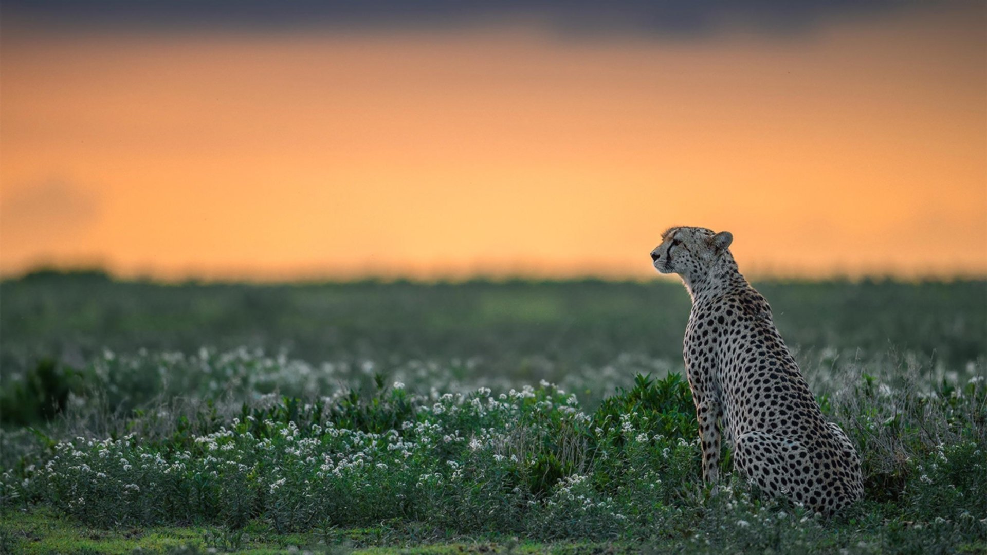 各队“秘密武器”曝光：战术大突破在即？，秘密武器什么意思