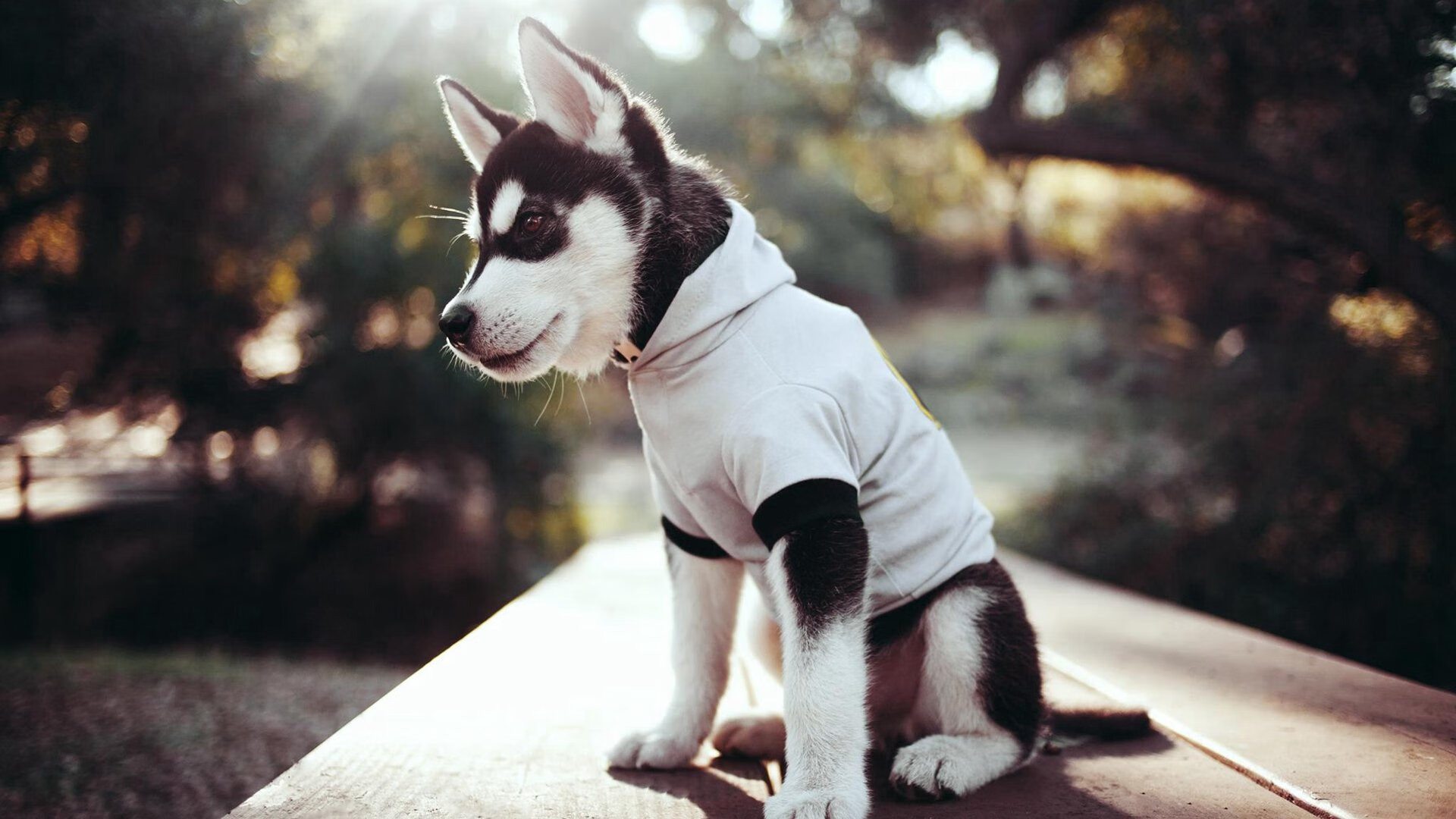 开云体育在线赛事直播-德甲激烈拼杀，比分2-1，关键扑救挽救败局，传球成功率90%，控球率64%